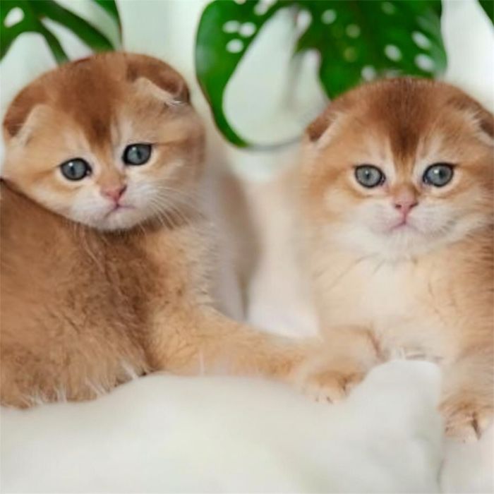 Родословні дітки шотландська золота шиншила ny12