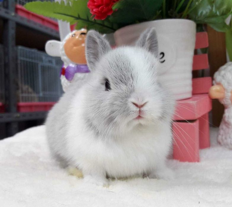 KIT Coelhos anões mini holandês e teddy muito dóceis e brincalhões