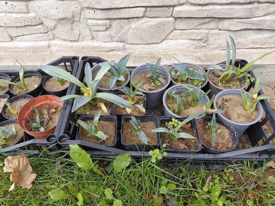 Tanio Agawy zapraszam