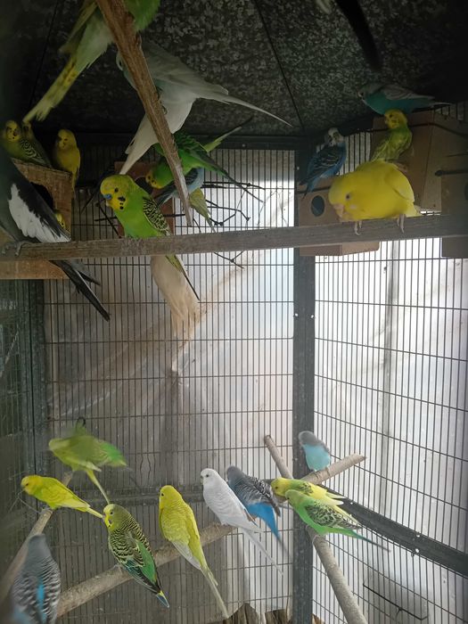 Periquito de várias cores