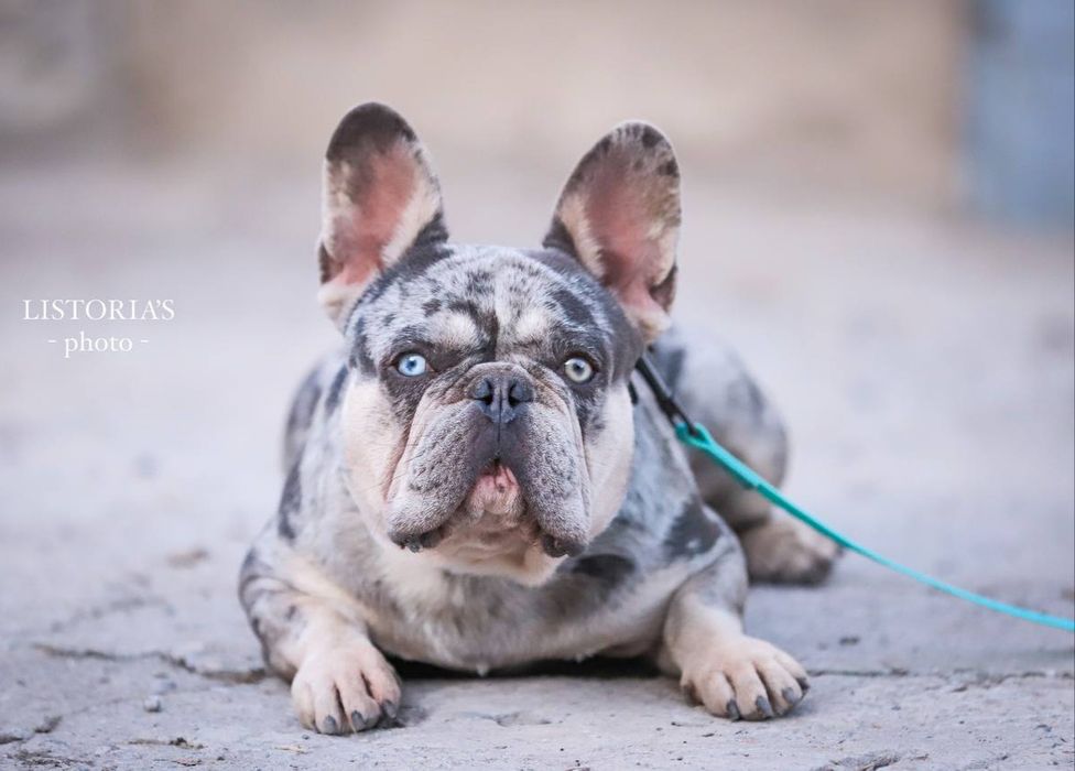 Наречений лілак мерлє тан