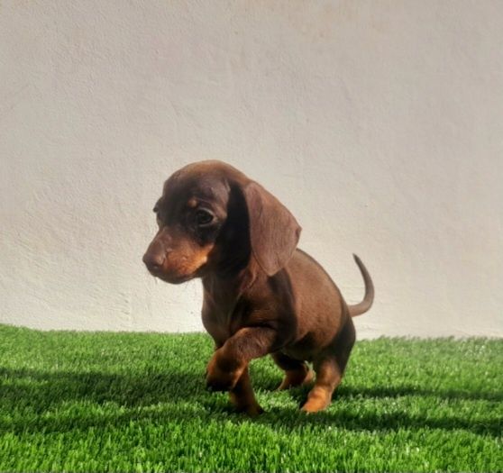 Daschund Kaninchen fêmea Alerquim e Chocolate o mais pequeno de todos os Teckel.