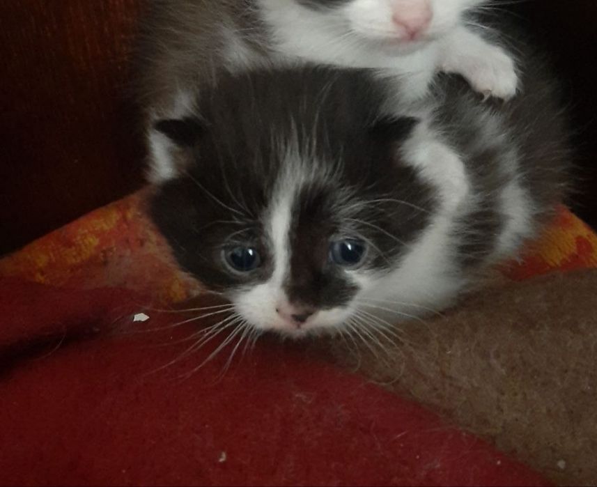 Віддам котика в добрі руки