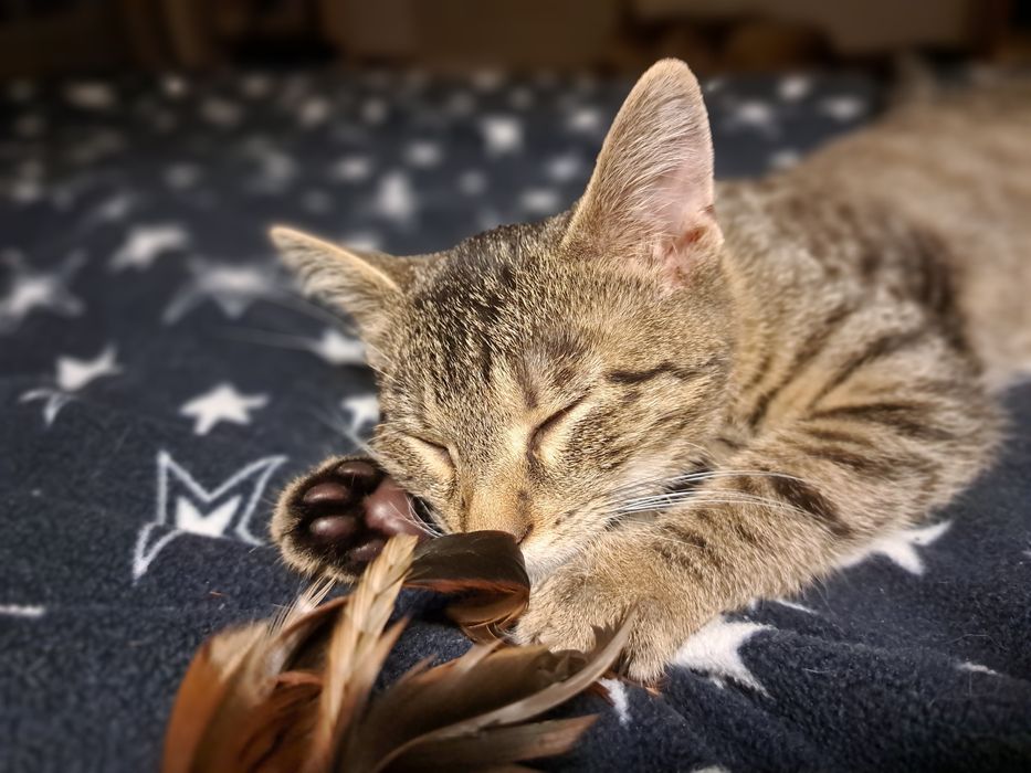 Forcik do adopcji, 4 miesięczny kociak