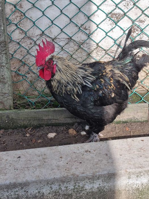 Galo preto para venda