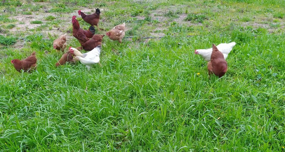 Ovos Galinhas Criadas Ar Livre, Alimentação Saudável