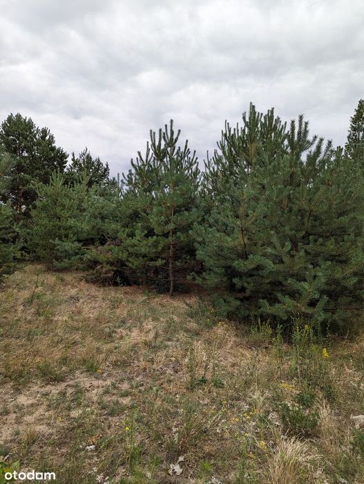 Cudowna działka z warunkami zabudowy w otulinie Kampinoskiego PN - Widok 4