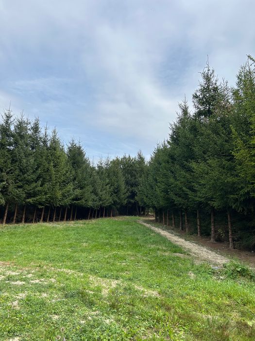 Działka budowlana 12 arów – Uście Gorlickie, Beskid Niski