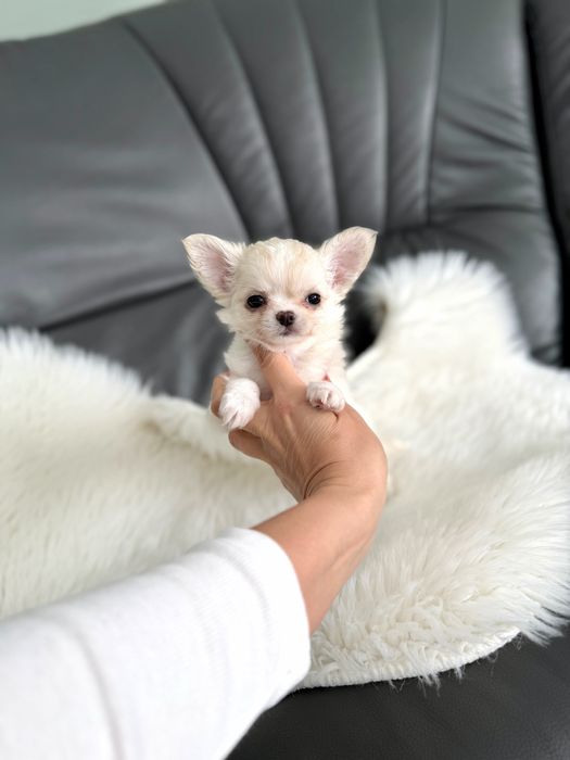 Chihuahua dlugowlosa MINI laleczka zkwp/fci