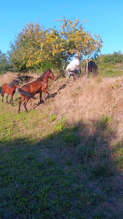 Cavalos garranos