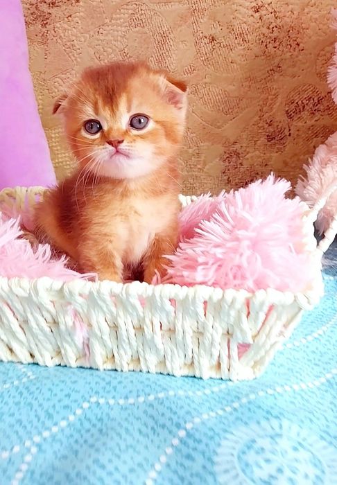 Очаровашка хлопчик Золотий шиншила