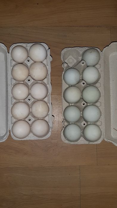 Sprzedam jajka kaczek
