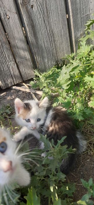 Кошенята, котята, гарнесенькі м.Лозова та околиці.
