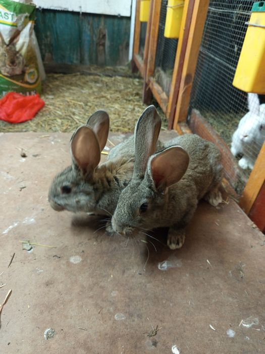 Termondzki/Olbrzym Belgijski/ Mieszanka