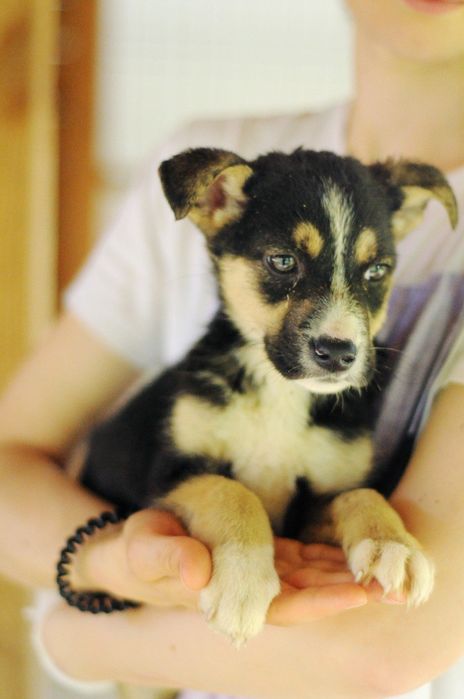 Щенята хлопці Барвінок та Малюк шукають родини