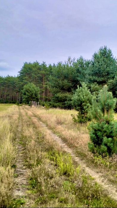 Działka 25 km od Międzyzdrojów| Warunki | 99 000 ZŁ
