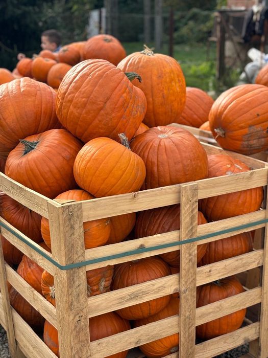 Duże dynie halloween