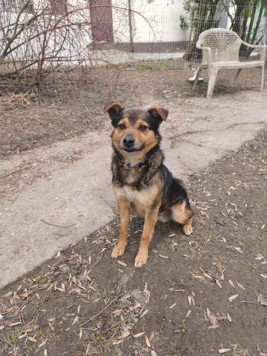 Wesoły Archi do adopcji!!! Pieski dowozimy!!!