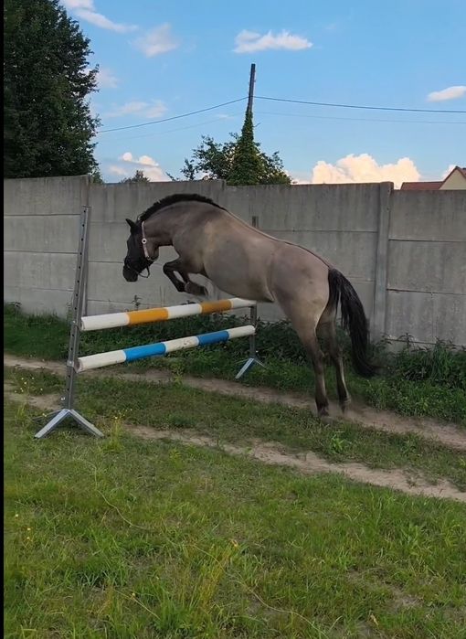 Klacz konik polski 7 lat