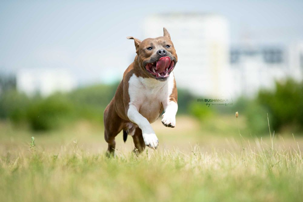 В'язка амстаффа. Американський стафордширський тер'єр, стафф, amstaff.