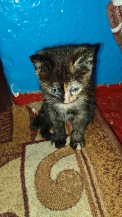 Отдам/продам кошеня