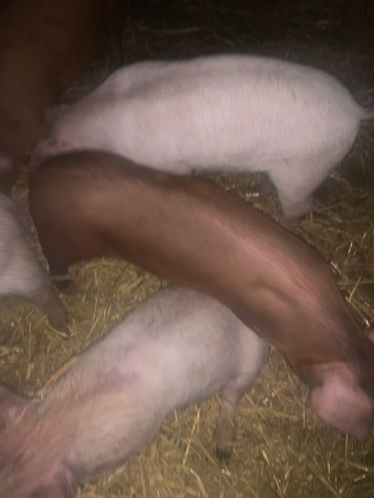 Поросята дюрок на продаж 6 тижднів