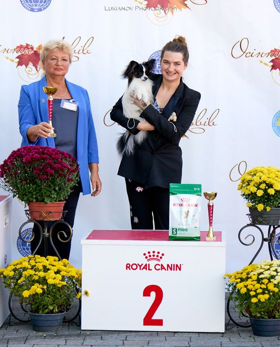 Вязка папійон кобель