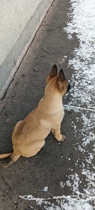 Майбутня захисниця вашої родини! Щеня бельгийской вівчарки малінуа!