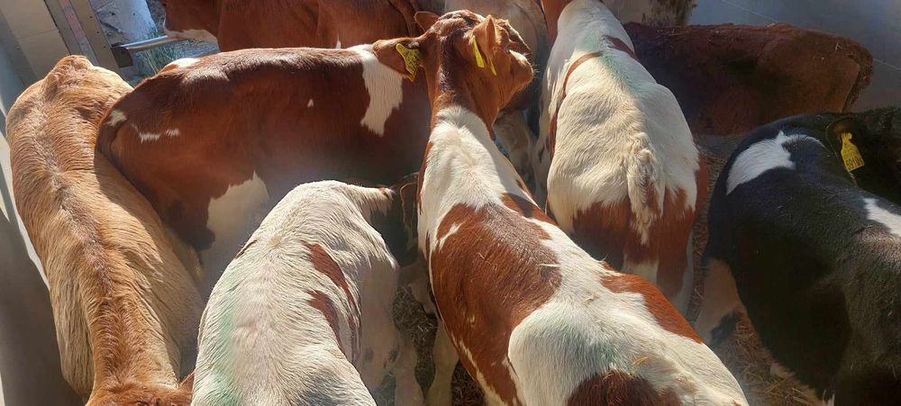 Byczki miesne Mogilno