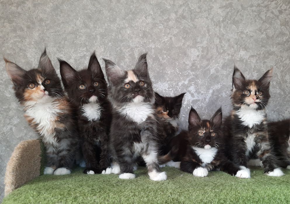 Мейн Кун котята!