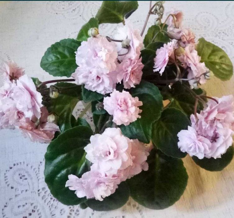 Фіалки трейлери,міні,стандарти сортові