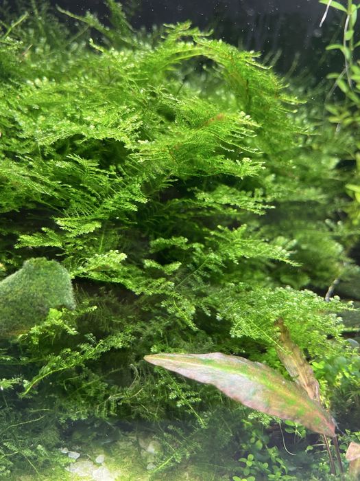 Живі акваріумні рослини