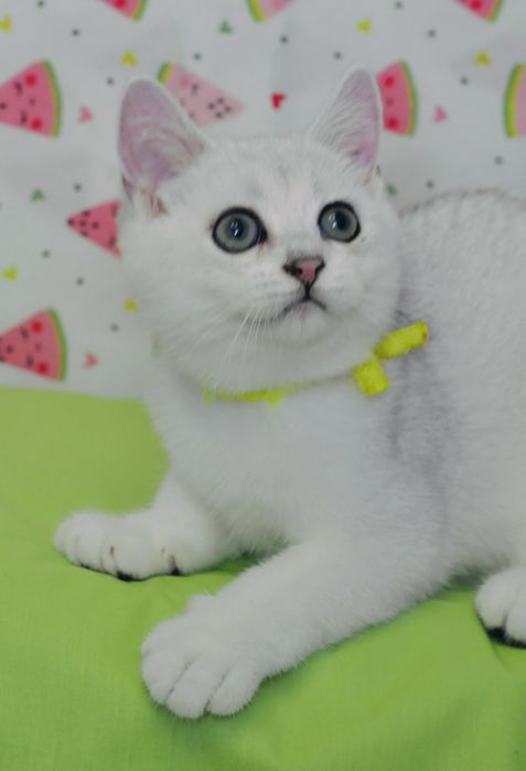 Кошенята срібна шиншила