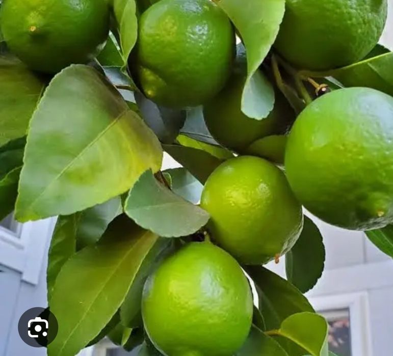 Limão kaffir , limão yuzo , lima Taiti enxertados