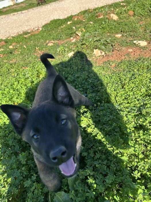 Femea Pastor Belga Malinois