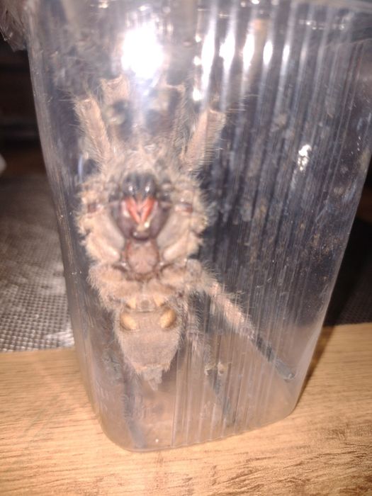 Chilobrachys huahini dorosły samiec