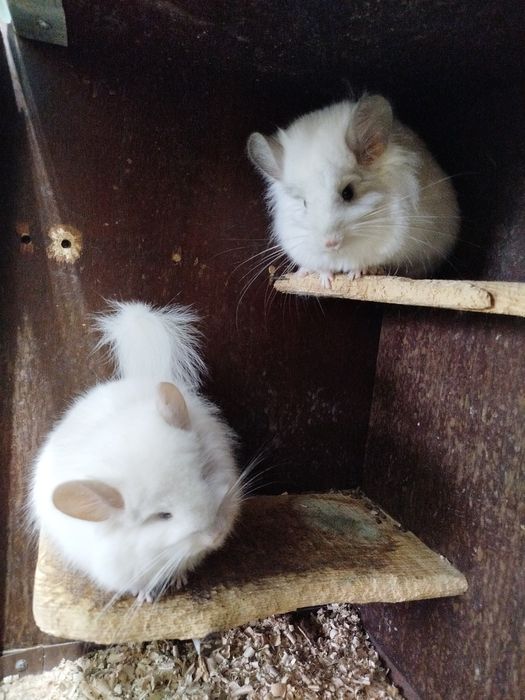 Две ангоры девочки