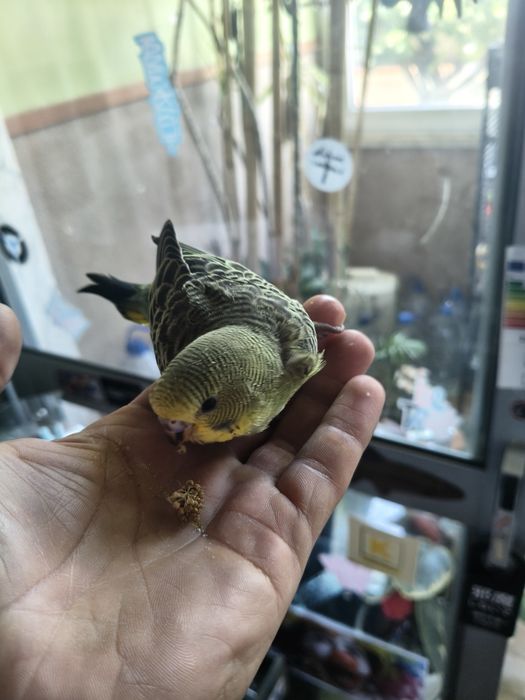 Piriquitos juvenis