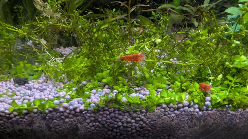 Camarões neocaridina red cherry