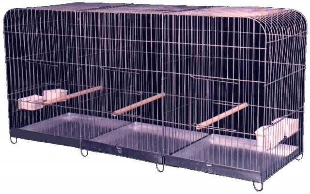 Troco Ring Neck verdes