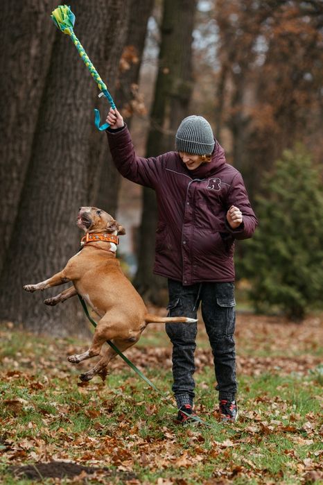 Прилаштовується бультер'єр