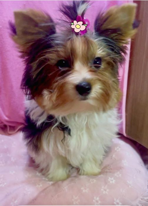 Дівчатка цуценятка гарні діти бівер міні стандарт