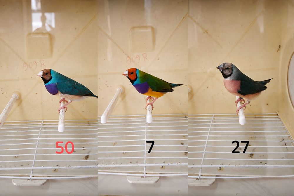 Diamantes de Gould