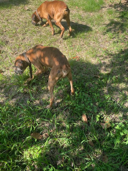 Para adopção responsável