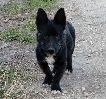 Цуценята в добру сімʼю