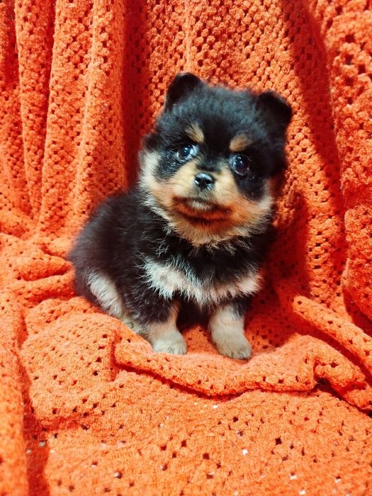 Продам цуценят Шпіца.