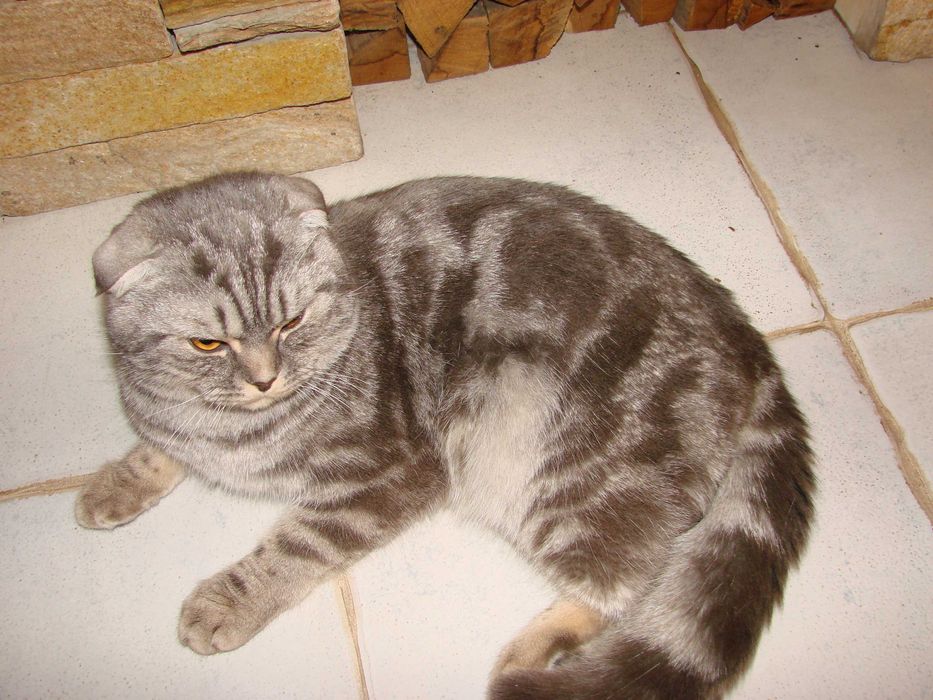 Кот шотландец мраморный (скоттиш-фолд) для вязки