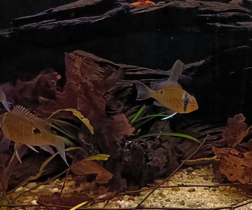 Biotodoma Cupido 6 szt - najmniejszy ziemiojad