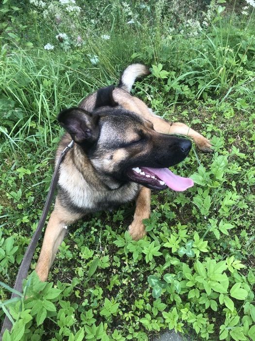 Zoran cudowny szczeniak do adopcji