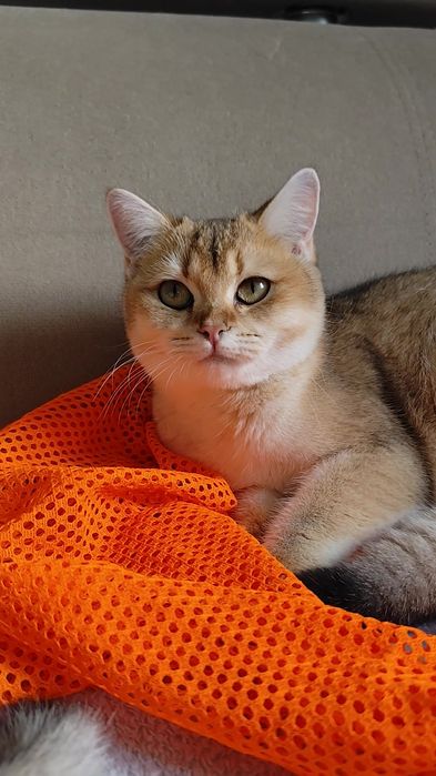 Британськая золотая шиншилла прямоухие мальчик девочка